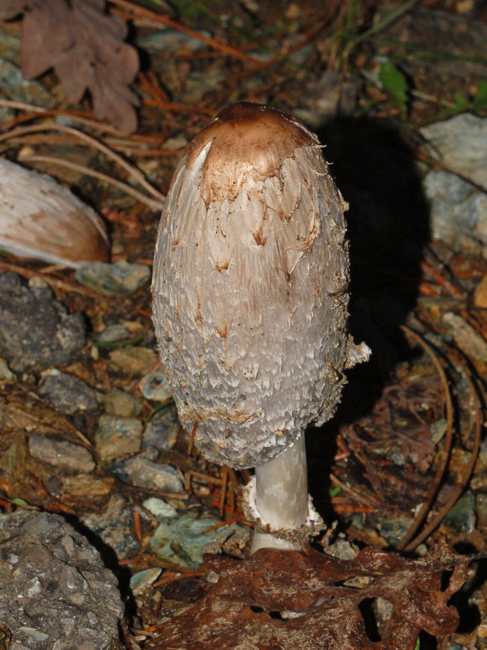 Coprinus comatus